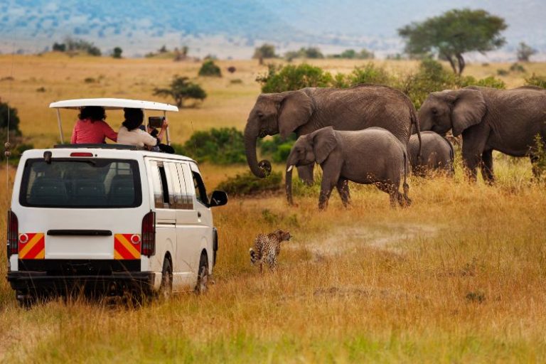 Discover the Magic of Safari in South Africa