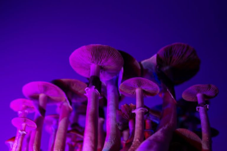 Psilocybin Therapy in Washington DC: A New Path to Mental Wellness